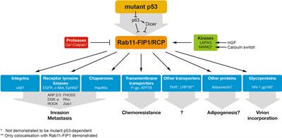 Rab11-FIP1/RCP Functions as a Major Signalling Hub in the Oncogenic Roles of Mutant p53 in Cancer